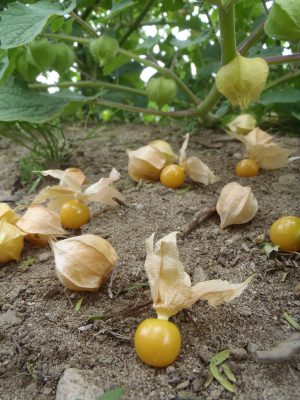 Ground cherry Cossack Pineapple - SEEDS Le potager ornemental de Catherine
