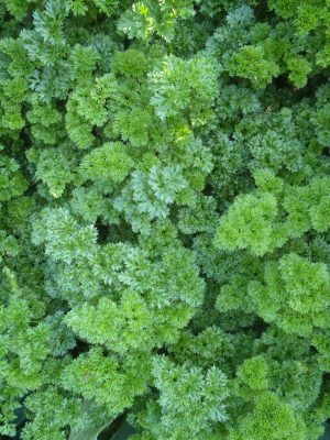 Forest Green parsley