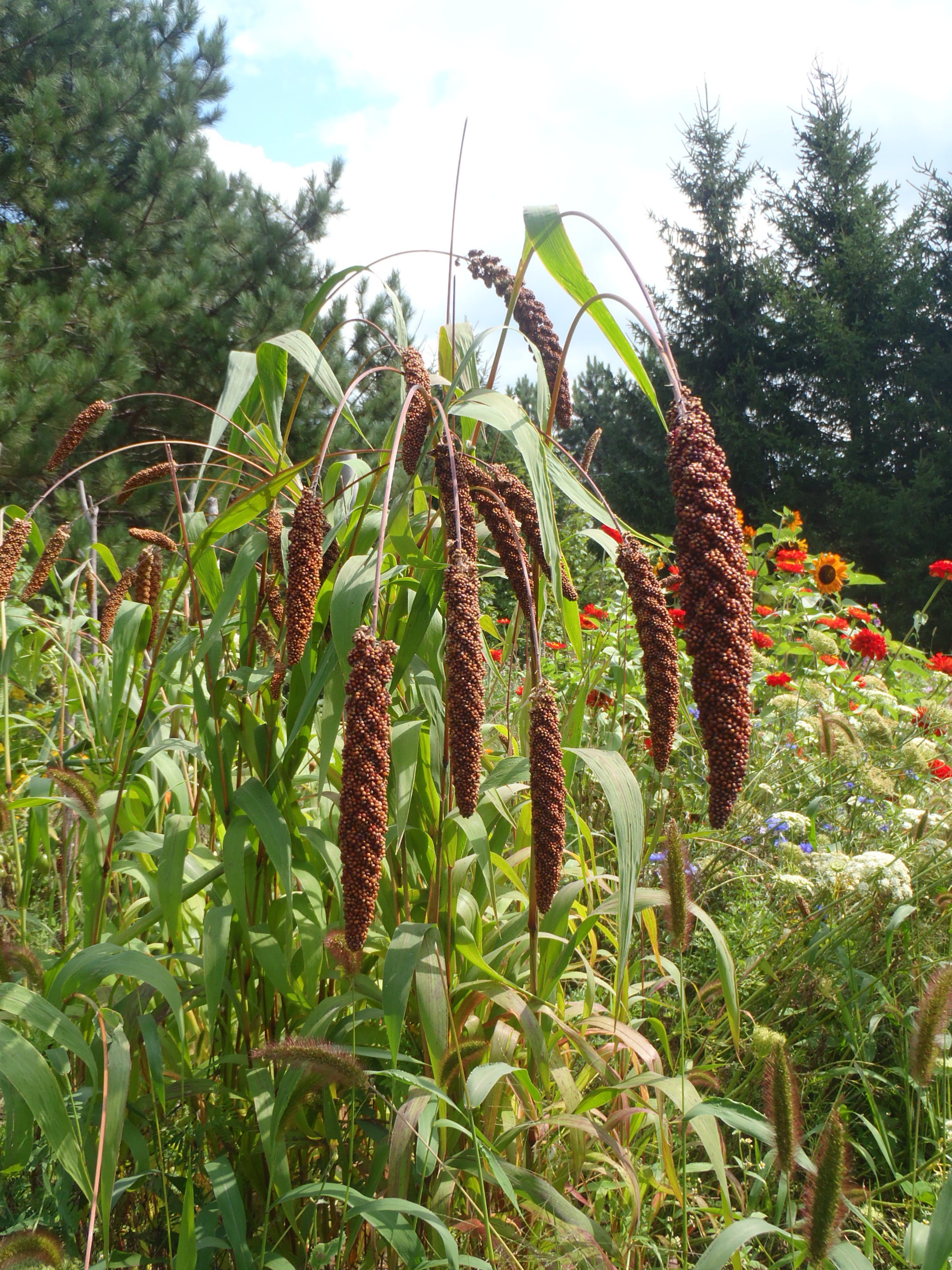 Millet des oiseaux Le potager ornemental de Catherine