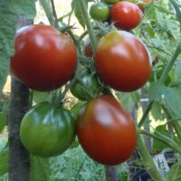 Tomate Japanese black trifele