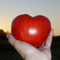 Tomate Sunset's Red Horizon