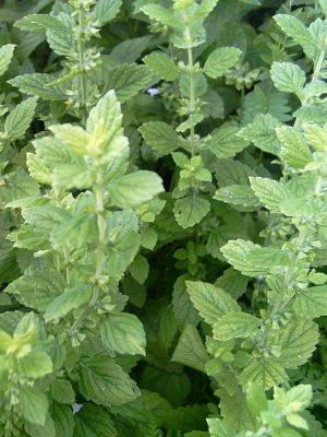 Lemon balm
