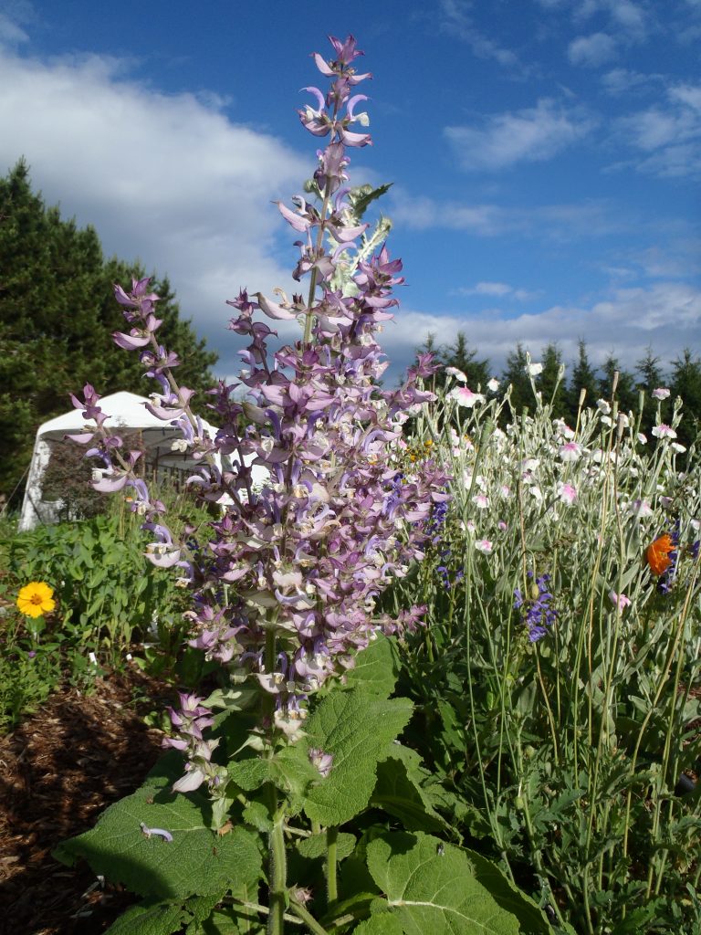 Sauge Sclar e SEMENCES Le Potager Ornemental De Catherine sauge-sclar-e-semences-le-potager-ornemental-de-catherine