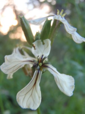 Arugula