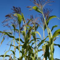 Broomcorn, sorghum bicolor