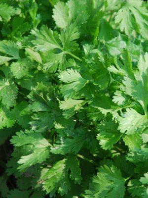 Italian Dark Green parsley