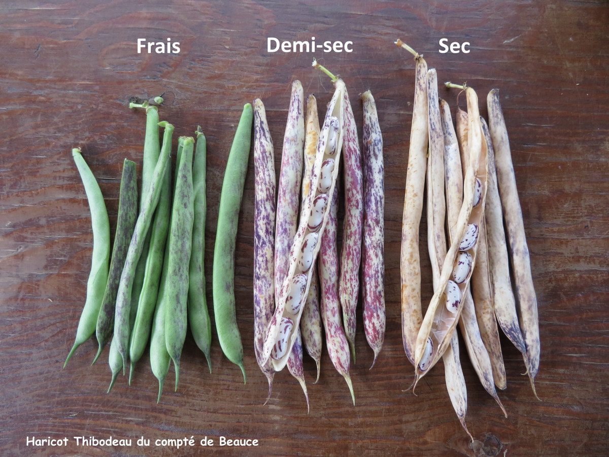 Les haricots demisecs ou secs Le potager ornemental de Catherine