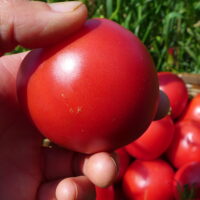 Tomate Maskabec