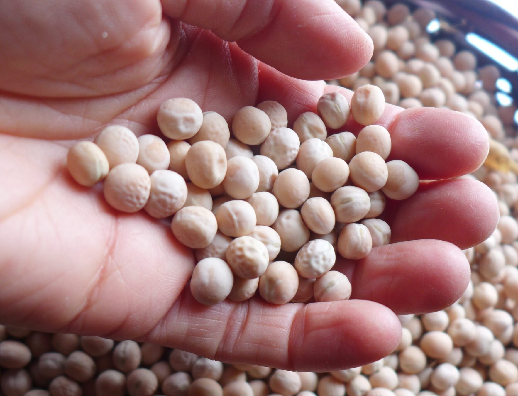 Pois Amplissimo Viktoria Ukrainskaya