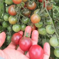 Tomate Reinhard Kraft’s Purple Sugar