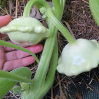 Pâtisson Benning’s Green Tint