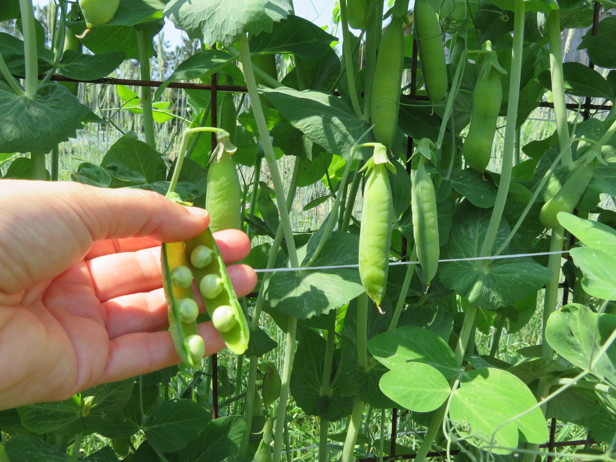 Pois Amplissimo Viktoria Ukrainskaya