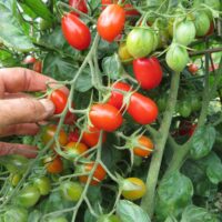 Tomate Raisin Rouge
