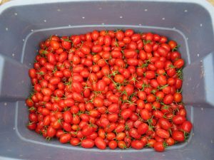 Tomate Raisin rouge
