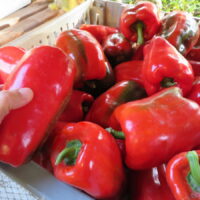 Poivron Napoleon Sweet