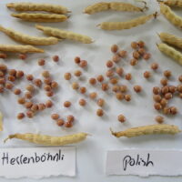 Bean Polish (Herrenböhnli)