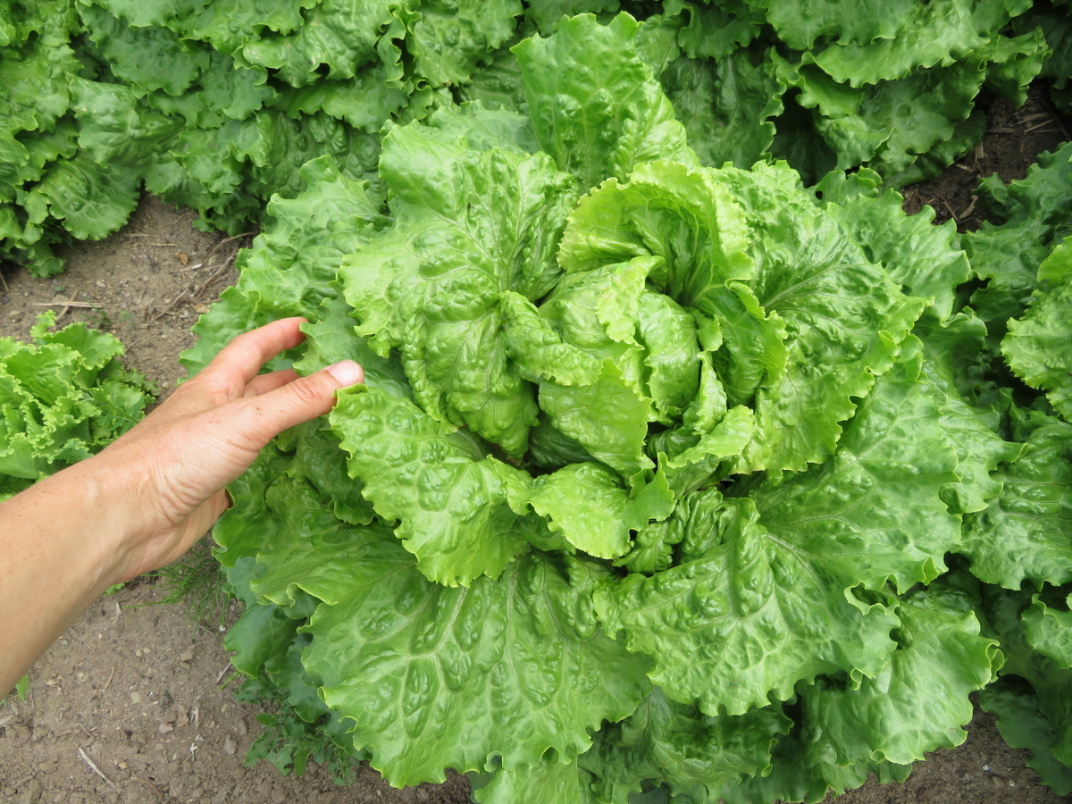 Laitue Chou de Naples