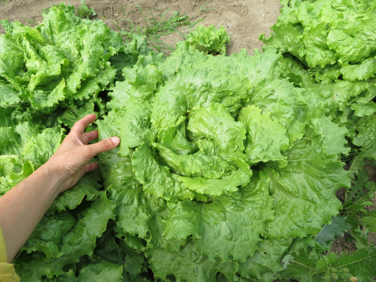 Laitue Chou de Naples