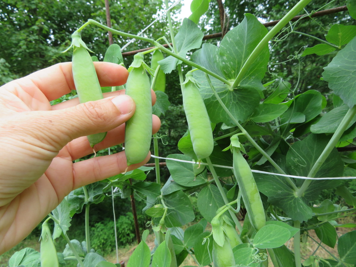 Pois Amplissimo Viktoria Ukrainskaya