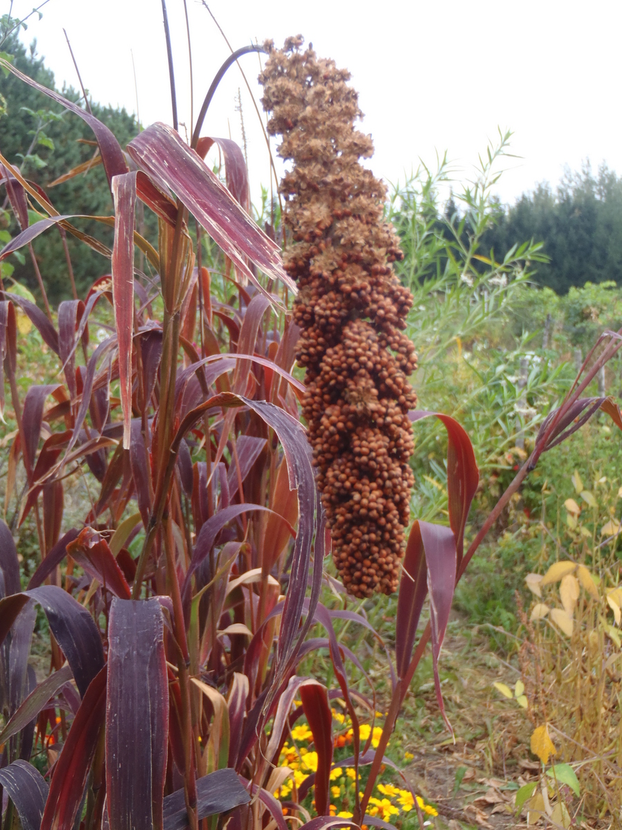 Millet des oiseaux SEMENCES Le potager ornemental de Catherine