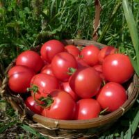 Tomate Canabec Super