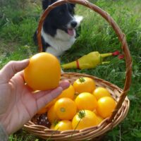 Tomate Anna Banana Russian