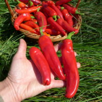 Poivron Italianelle Sweet Frying