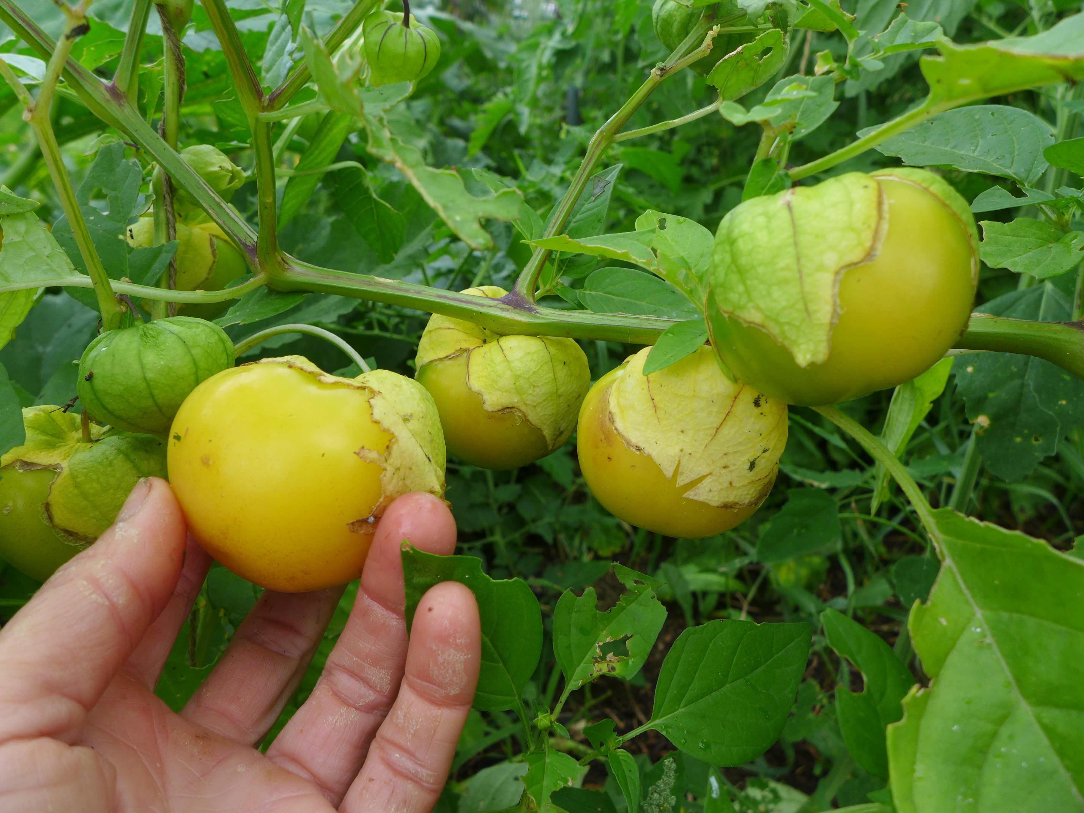Tomatillo Amarylla Le potager ornemental de Catherine