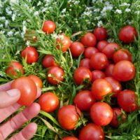 Tomate Pink Bumble Bee