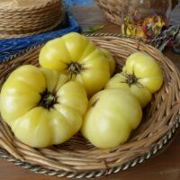 Tomate Fantôme du Laos