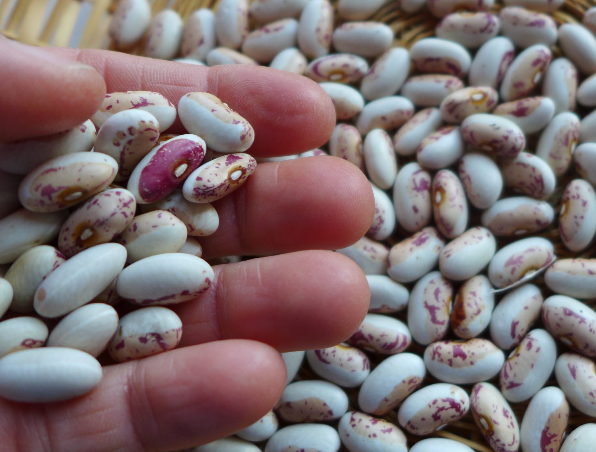 Bean Baie Verte Indian