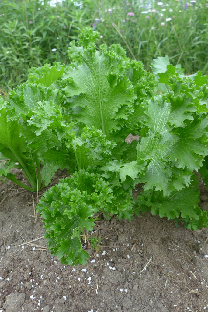 Moutarde Green Wave Le potager ornemental de Catherine
