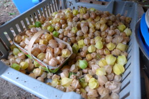 Cerises de terre Cossack Pineapple