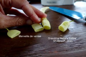 Comparaison haricots Merveille de Venise et Grandma Nellie’s Yellow Mushroom