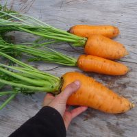 semences carotte, Carrot red cored chantenay seeds