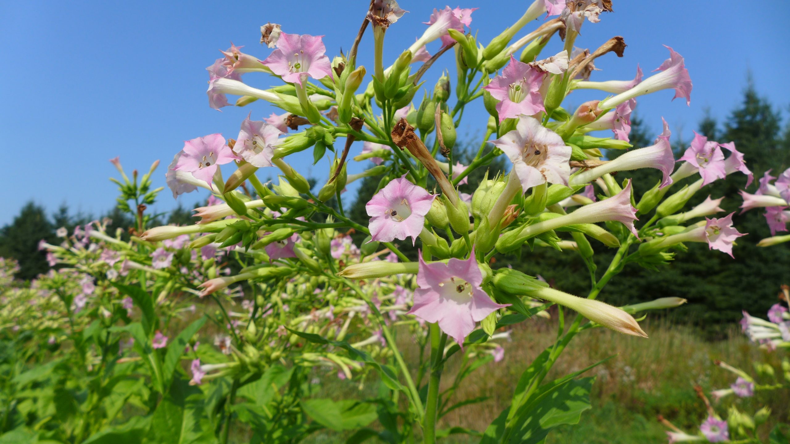 Virginia Gold tobacco, nicotiana tabacum