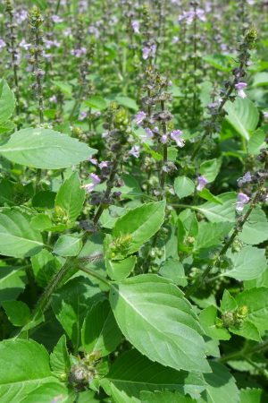 Holy basil
