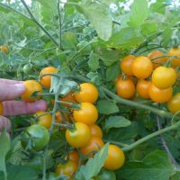 Tumbling Tom Yellow OP tomato