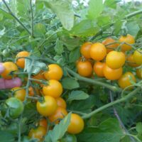 tomate Tumbling tom Yellow OP