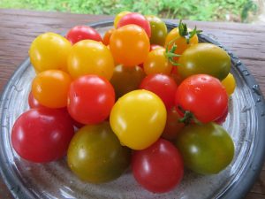 Tomate Micro naines mix