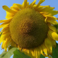 Tournesol géant