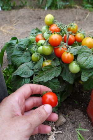 Birdie Rouge micro-dwarf tomato