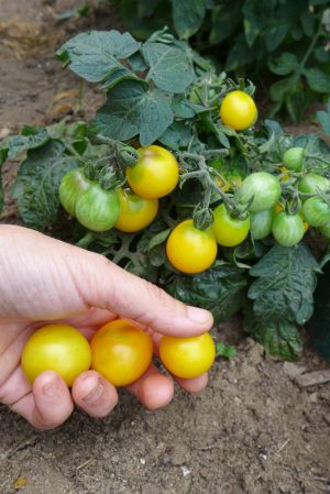 Micro tomate Yellow Canary
