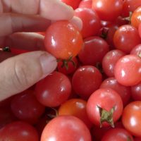 Tomate Garden Pearl OP