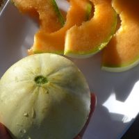 Melon Super précoce du Rock