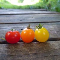Micro tomates (4 variétés)