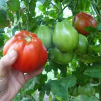 Tomate Red Pear Abruzzese