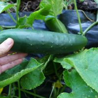 Robichaud cucumber
