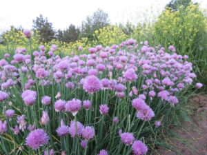 Common chives