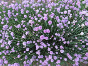 Common chives